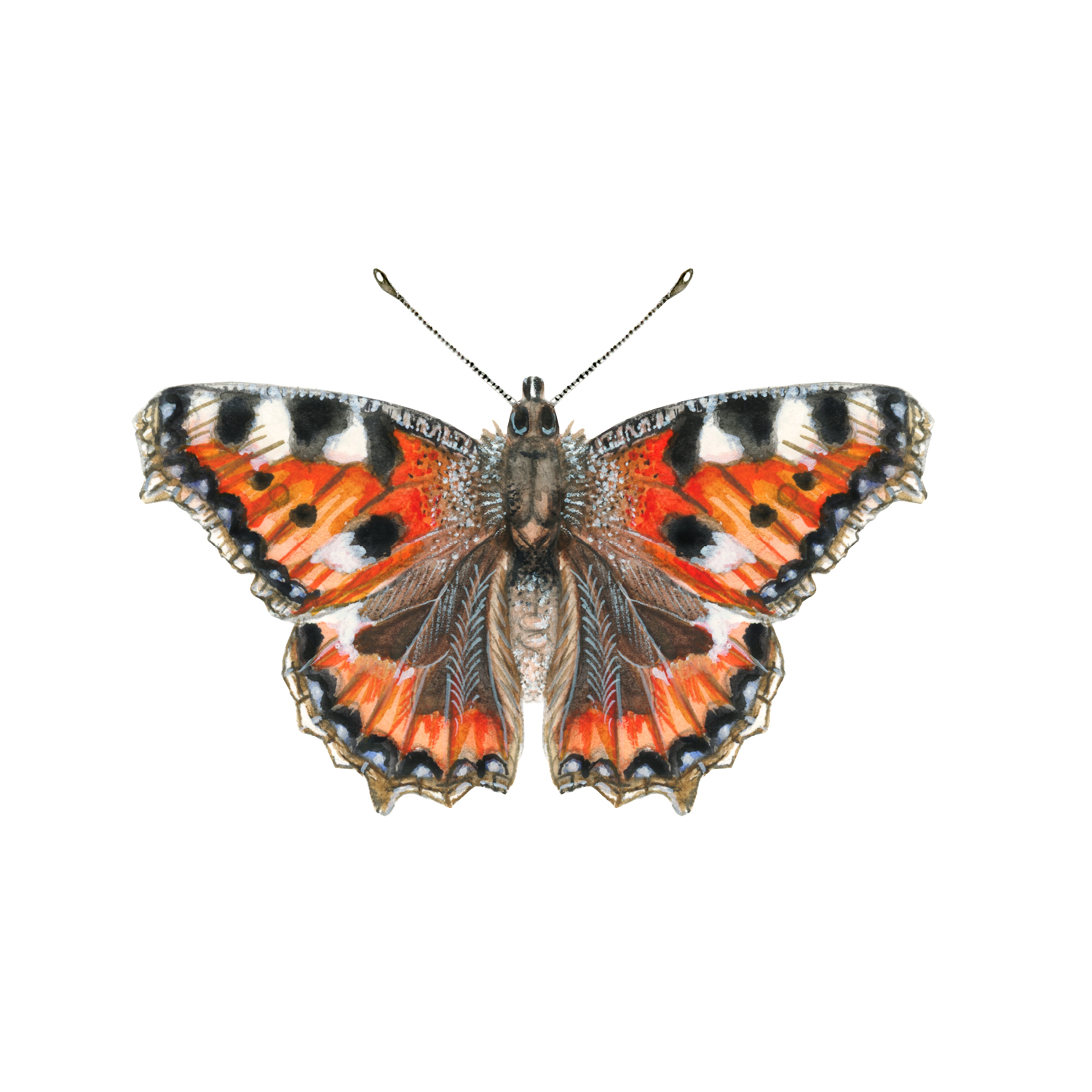 WYS Signature 4ply The Butterflies Collection Graphics Small Tortoiseshell 01 S 72