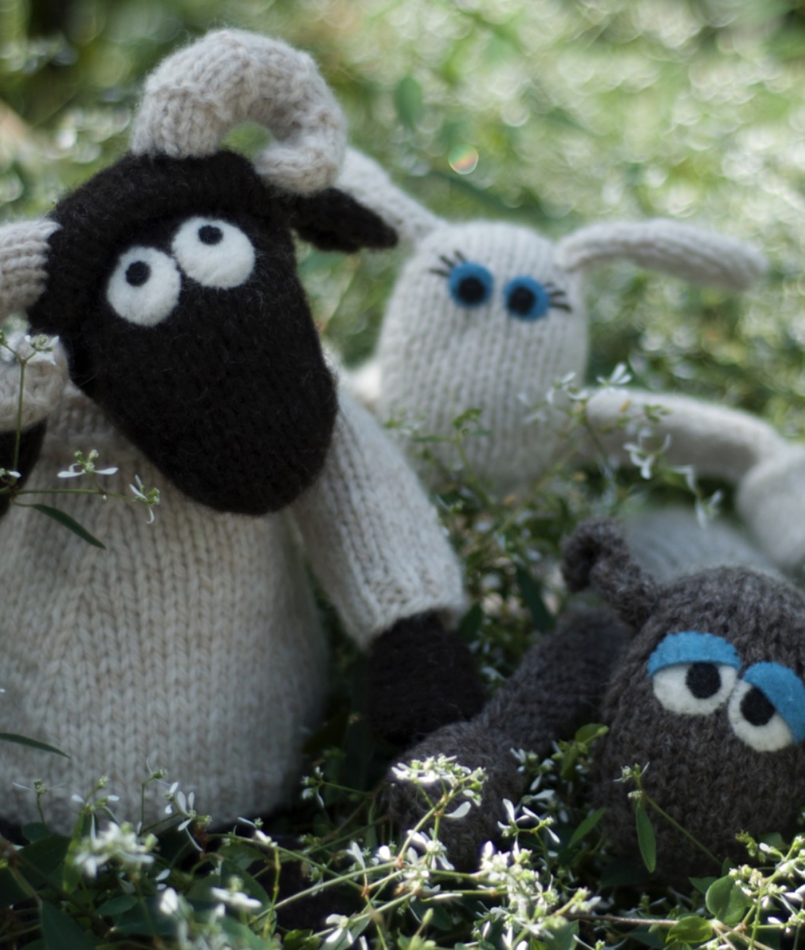 wee-blackface-sheep-colin-baa-1